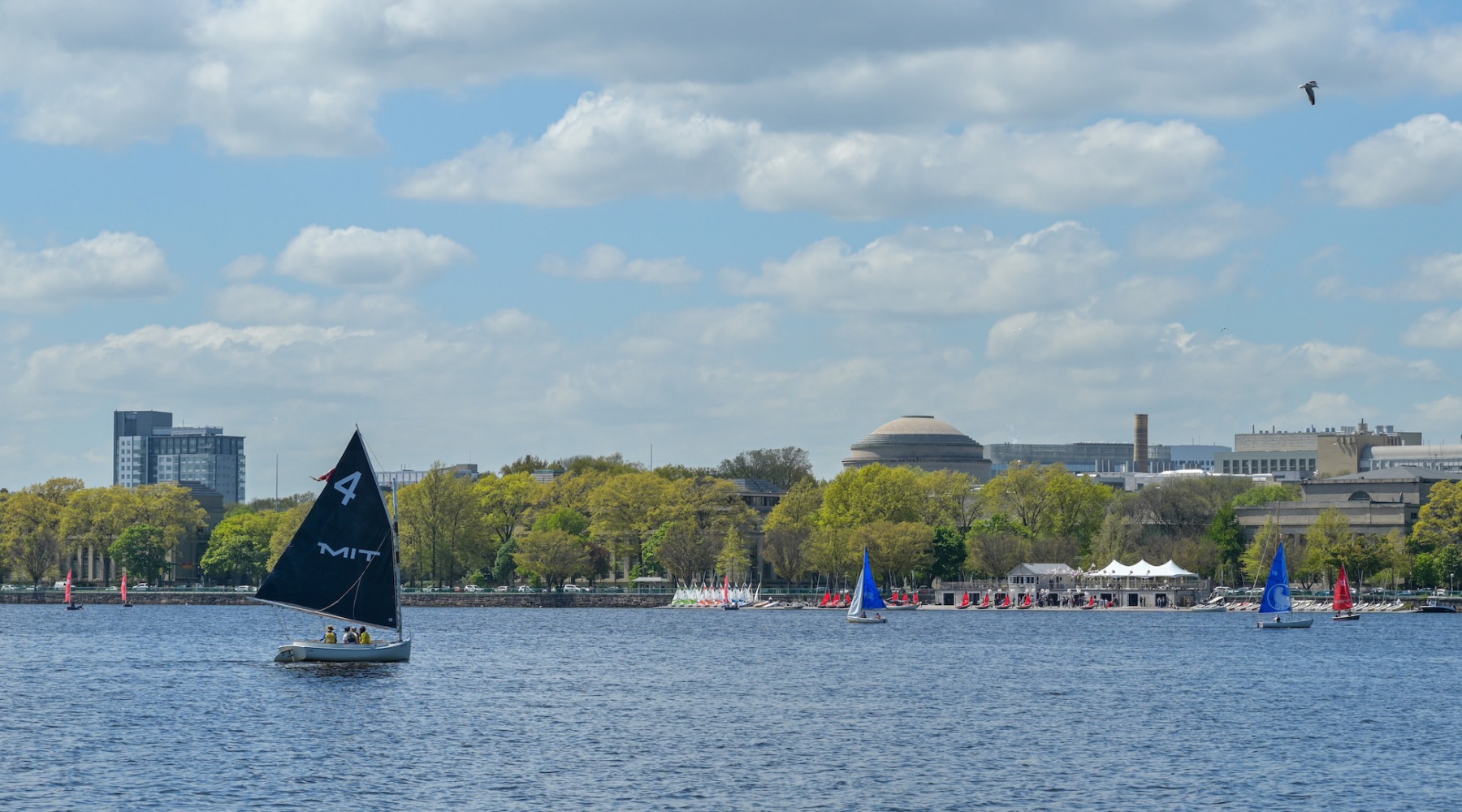 MIT sailboat in the Charles River MIT sailboat in the Charles River